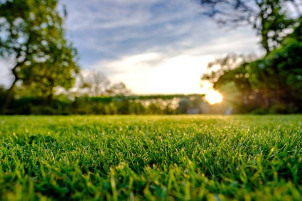 Steps To Prepare Your Lawn For Spring Perm O Green