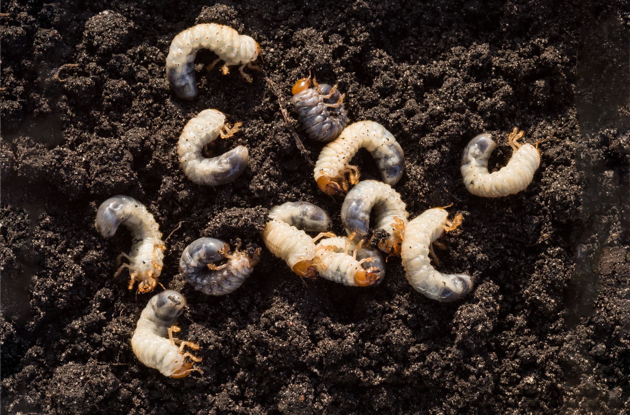 What Should I Know About Grubs?