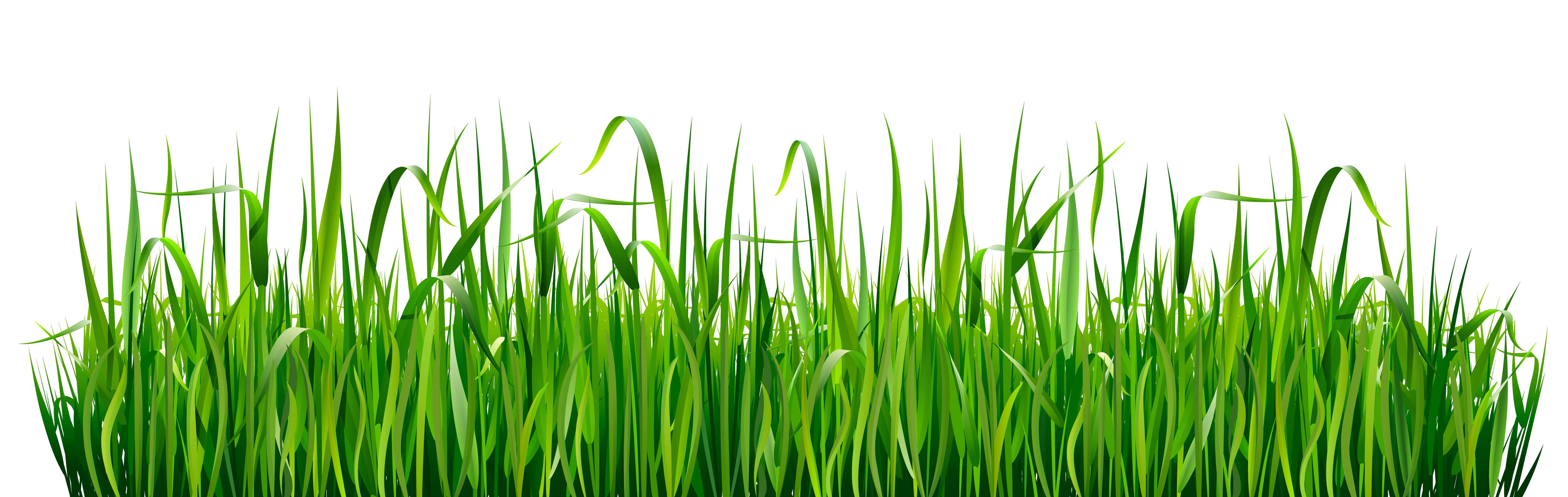 6 Types of Low-Maintenance Grasses | Perm-O-Green
